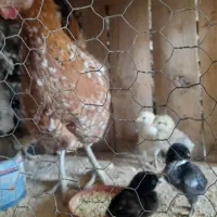مرغ گلین لری با۶عددجوجه یکهفته اصیل