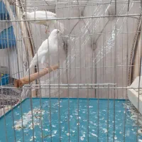 دوعدد قناری نر