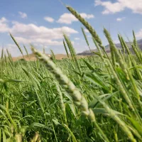 زمین کشاورزی مرغوب|فروش زمین و ملک کلنگی|سلفچگان, |دیوار