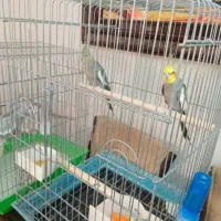 عروس هلندی مولد|پرنده|قزوین, |دیوار