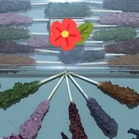 نبات چوبی دمنوشی