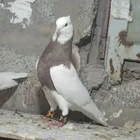 طوقی