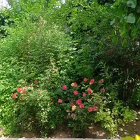 اجاره روزانه ویلا، خانه باغ مبله در ورودی صدرا|اجارهٔ کوتاهمدت ویلا و باغ|شیراز, باغشهر قصر سبز|دیوار