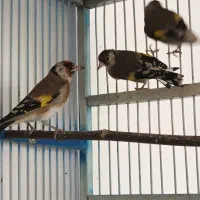 ُسهره|پرنده|شهرکرد, |دیوار