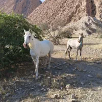 اسب|اسب و تجهیزات اسب‌سواری|خورموج, |دیوار