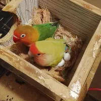 واگذاری طوطیسانان