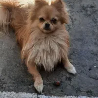 حیوان خانگی