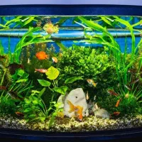 طراحی نصب آکواریوم پلنت آبنما تضمینی|ماهی|مشهد, نیروی هوایی|دیوار