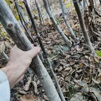 نهال گردو و انگور و بید مجنون|خدمات باغبانی و درختکاری|نوشین شهر, |دیوار