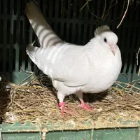 کبوتر|پرنده|تالش, هشتپر|دیوار