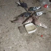 دو جفت کبوتر سینه سیاه با یک جفت.جوجه