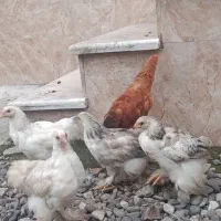 جوجه برهما و امپراطور