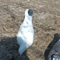 کبوتر تهرانی|پرنده|پاکدشت, پاکدشت (مامازند)|دیوار