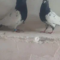 کله‌ی سیاه جفت|پرنده|ملکان, |دیوار