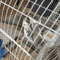 عروس هلندی جوجه مرغ شاخ دار مرغ ریشی گلین