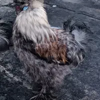 خروس ابریشمی