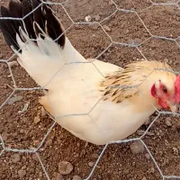 مرغ وخروس منیاتوری