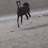 شازده خان پسر سلطان خانی