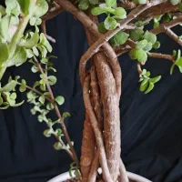 بنسای خرفه ۵ ساله|گل و گیاه طبیعی|اصفهان, ملکشهر|دیوار