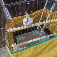 جوجه عروس هلندی یک ماهو نیم