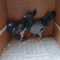 کبوتر پلاکی آگهی بخون