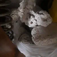 اکواریوم و سنگ مرجان