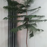 کاج مطبق