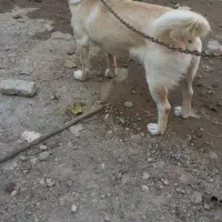 پاکوتاه باردار شیواوا کورگی ریز، نگهبان ،گوش سیخ