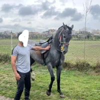 نریمان سه سال|اسب و تجهیزات اسبسواری|آمل, |دیوار