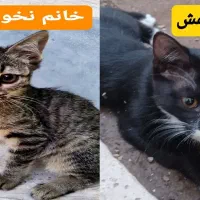 واگذاری فرشته های کوچولو