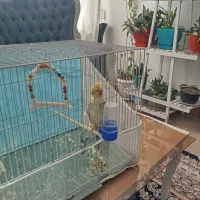 فروش عروس هلندی