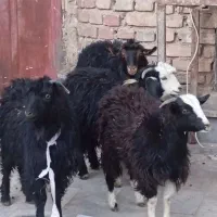 دوتاکهره یک سال چتی ودوتاکهره کله سفید۶ماه|حیوانات مزرعه|زاهدان, |دیوار