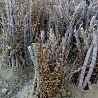 نهال زرشک خریداریم