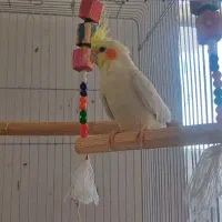 عروس هلندی لوتینو