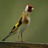 سهره مست خون باشه