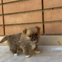 پامر عروسکی ماده نهایت وزن ۲ کیلو|سگ|اصفهان, سپاهانشهر|دیوار