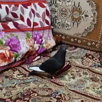 ماده دورگ حبشی سیاه