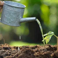 باغبانی و باغداری با تجربه بالا و مدرک کشاورزی|خدمات باغبانی و درختکاری|کاشان, فین بزرگ|دیوار