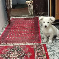 سگ پاکوتاه اشپیتز