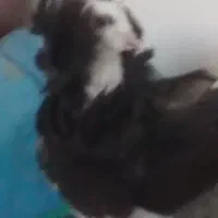 کبوتر گم شده
