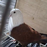 کلاغ کربلایی ماده سرخ