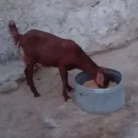 توافقی|حیوانات مزرعه|هامون, |دیوار