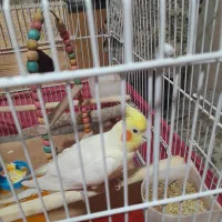 عروس هلندی لوتینو|پرنده|شیراز, معالیآباد|دیوار