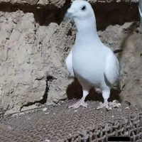 نر کفتر شامی نسل بتن