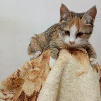 گمشده|حیوانات|مشهد, نوغان|دیوار