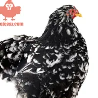 کوشین بانتام مشکی