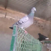 کوهی .ماده