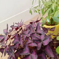 گل های طبیعی|گل و گیاه طبیعی|سردشت, |دیوار