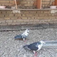 بزک سینه سفید|پرنده|شیراز, ارم|دیوار