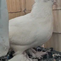 کبوتر یا کفتر|پرنده|کوه چنار, |دیوار